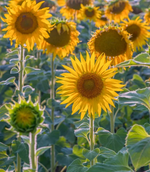 Large flowers of sunflower are turned towards the sun.