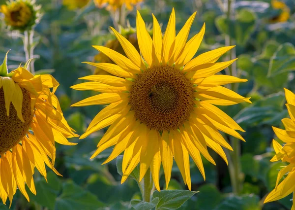 Large flowers of sunflower are turned towards the sun.