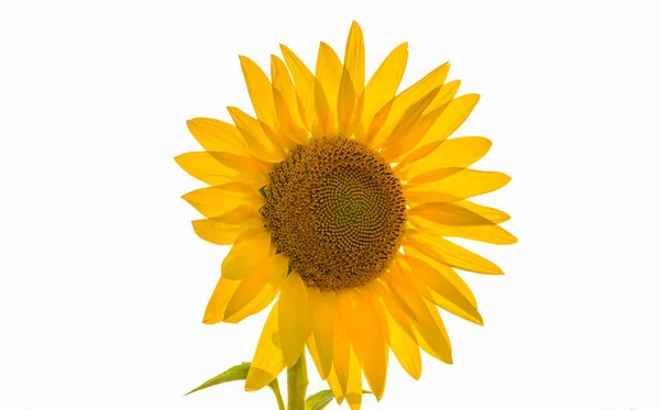 Huge flower of a sunflower on a white background. Transparent yellow petals.