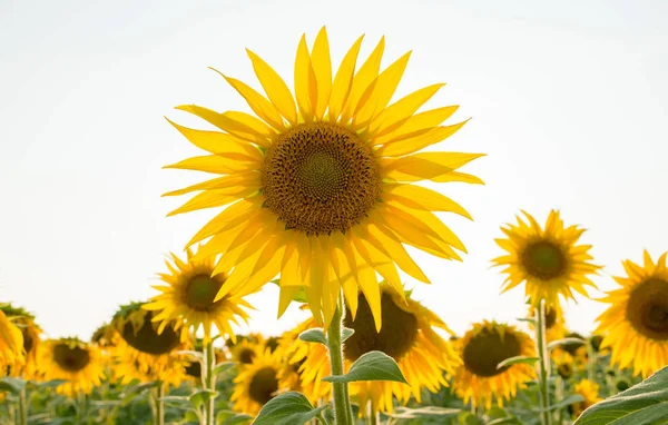 A huge flower of a sunflower against the sky. Large field. Sunflowers are blooming.