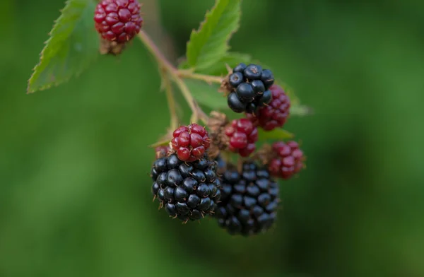 Blackberry bush. Ripe and green berries. Background is green, soft focus.