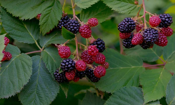 Blackberry bush. Ripe and green berries. A background of green foliage is backlit by the rays of the sun.