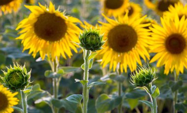 Çiçek açan ayçiçeği nin büyük bir tarlası. Manzara manzarası.