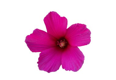 beyaz zemin üzerinde pembe hibiscus çiçek.