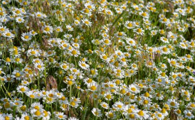 Sıcak bir yaz gününde bir sürü papatya.