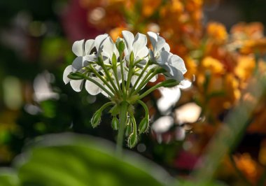 Beyaz şeffaf çiçekler, turuncu ve yeşil arkaplan manzaralı sardunya çiçekleri. Pelargonium.