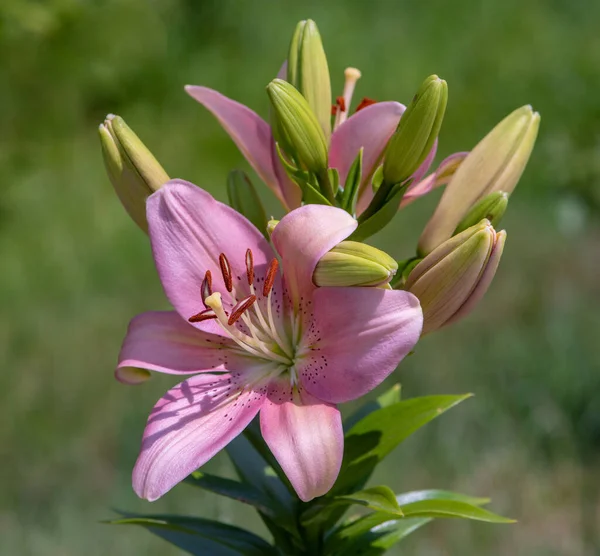 Delicate Pink Lily Has Bloomed Fully Open Nearby Many Buds — Stock Photo, Image