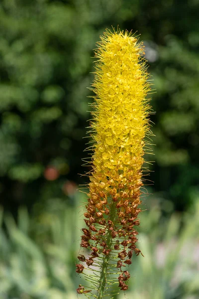 Tall yellow fluffy herbaceous plant. Perennial Eremrus stenophyllus.