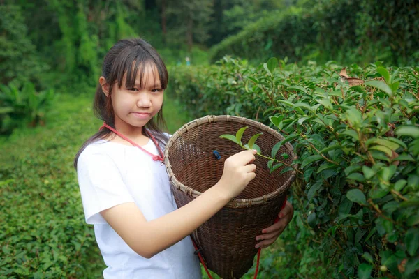 アジアの 代少女維持茶葉紅茶プランテーションのバスケット — ストック写真