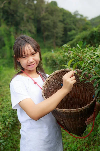 Asia Adolescente Mantenere Foglie Nel Cestino Nella Piantagione — Foto Stock