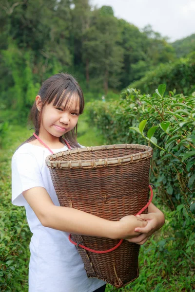 Asia Adolescente Mantenere Foglie Nel Cestino Nella Piantagione — Foto Stock