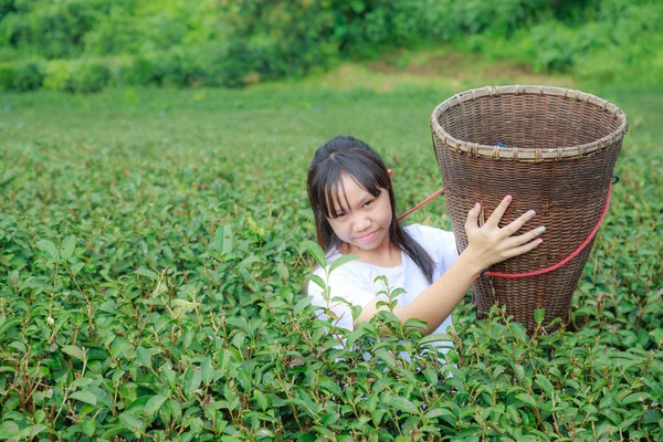 アジアの 代少女維持茶葉紅茶プランテーションのバスケット — ストック写真