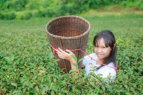 アジアの 代少女維持茶葉紅茶プランテーションのバスケット — ストック写真