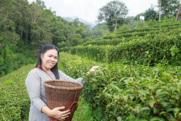 Asia Mujeres Mediana Edad Mantienen Las Hojas Canasta Plantación —  Fotos de Stock