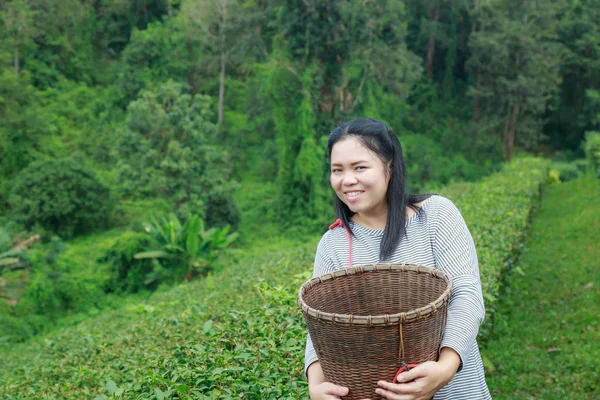 亚洲中年妇女将茶叶放在茶园的篮子里 — 图库照片