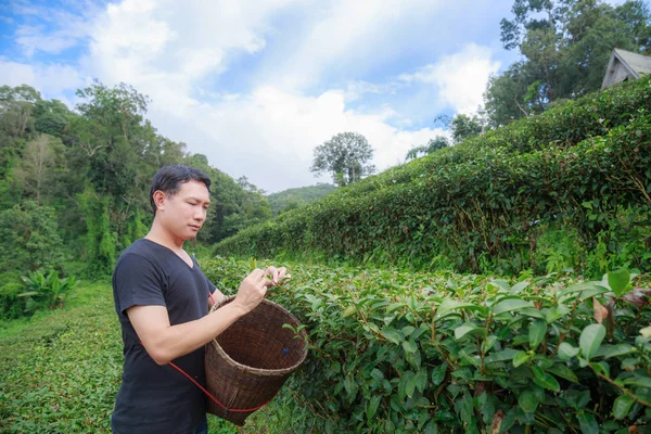 アジア男中年維持茶葉紅茶プランテーションのバスケット — ストック写真