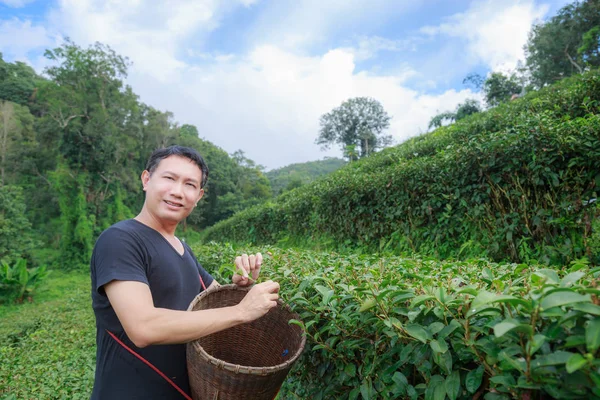 Asia Hombre Mediana Edad Mantener Las Hojas Canasta Plantación —  Fotos de Stock