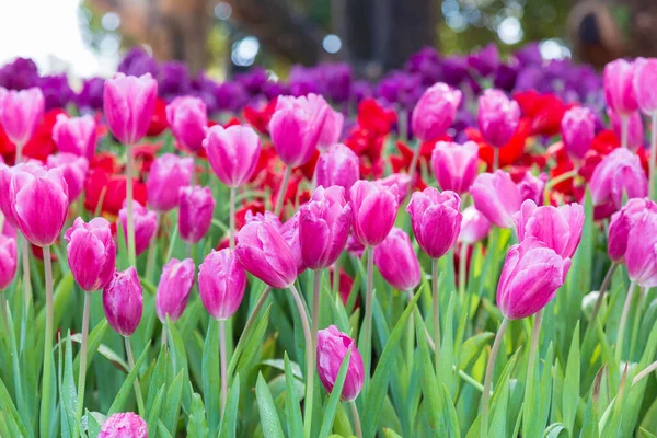 Purple tulip in garden. — Stock Photo, Image