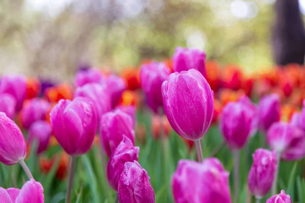 Purple tulip in garden. — Stock Photo, Image