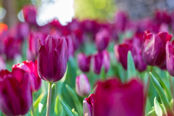 Purple tulip in garden. — Stock Photo, Image