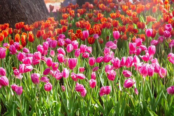 Purple and orange tulip in garden. — Stock Photo, Image