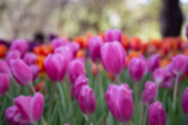 Blur purple tulip in garden. — Stock Photo, Image