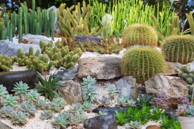Bahçe kaktüs