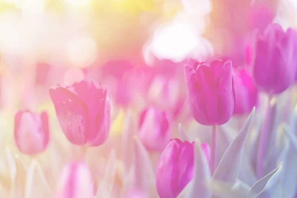 Tulipa roxa no jardim . — Fotografia de Stock