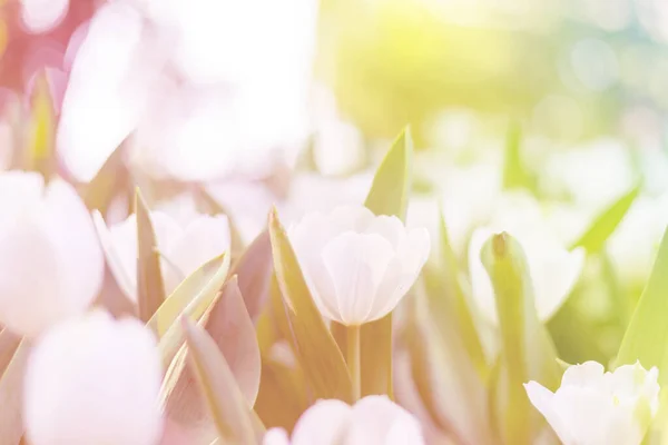 Tulipa branca no jardim . — Fotografia de Stock