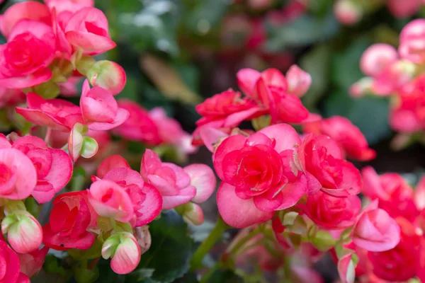 Begonia Stora Blomma — Stockfoto