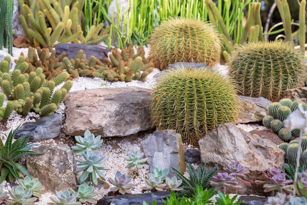 Kaktusz, kert — Stock Fotó