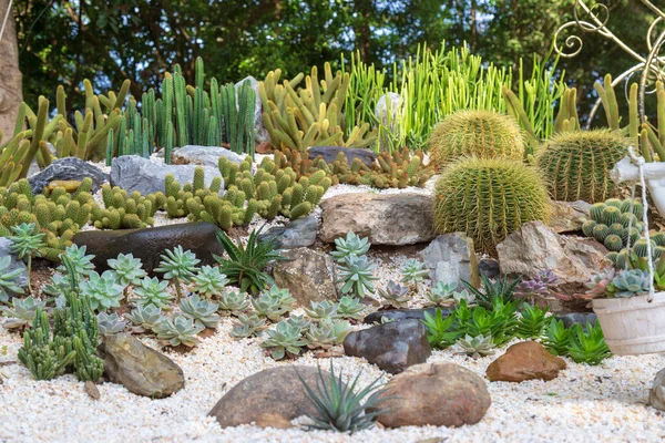 Kaktus i trädgården — Stockfoto