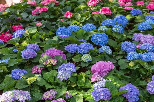 Växtstubbar i trädgården — Stockfoto