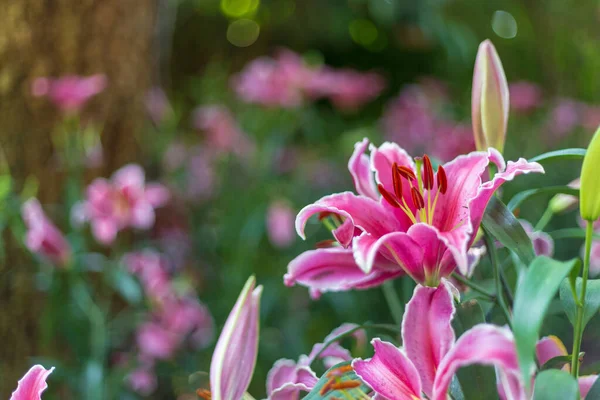 Lily in the garden — Stock Photo, Image