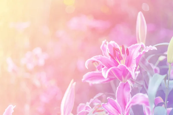 Lily de manhã no jardim — Fotografia de Stock