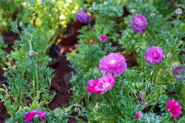 Violetta Ranunculus i trädgården — Stockfoto