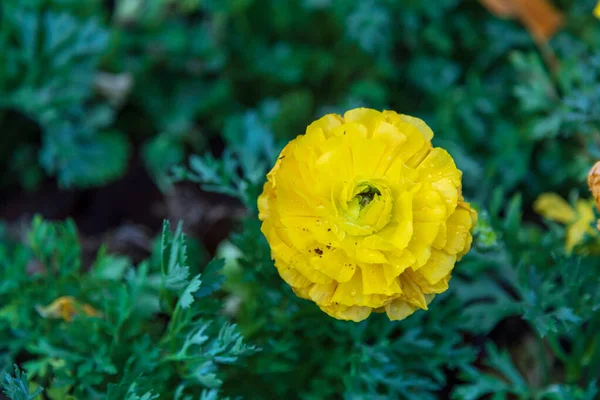 庭の黄色のラナンキュラス — ストック写真