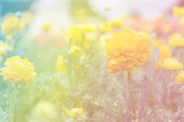 Sárga Ranunculus a kertben — Stock Fotó