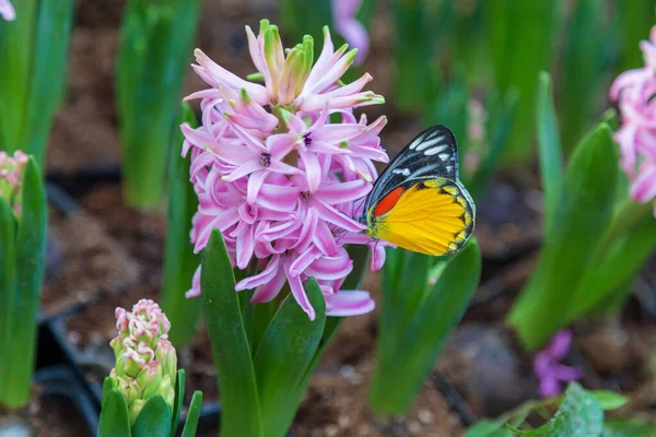Hyacinth flor e borboleta no jardim — Fotografia de Stock
