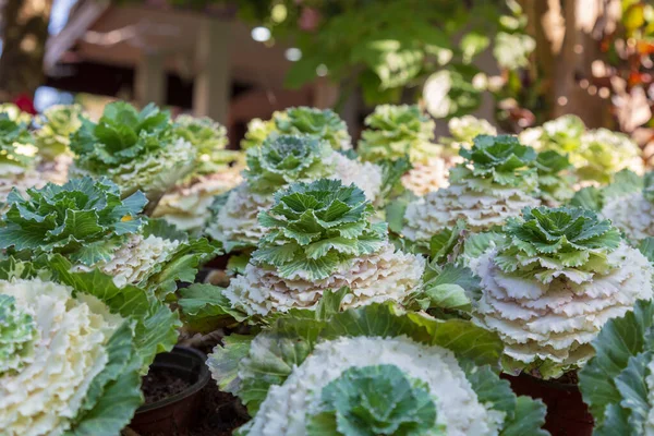 Bloemkool in tuin — Stockfoto