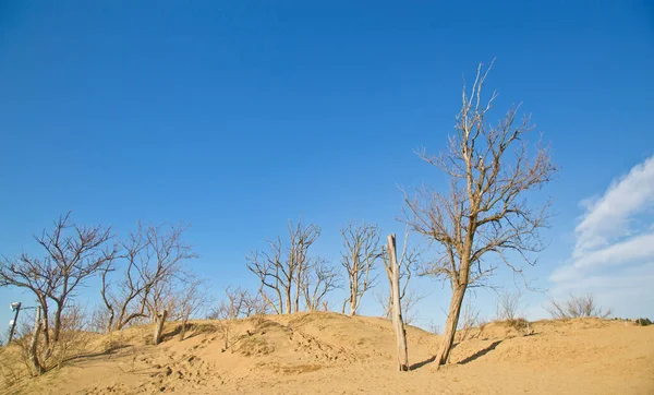 Tottori sand dune — Zdjęcie stockowe