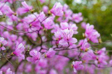 Rododendron Retikülatum Çiçeği