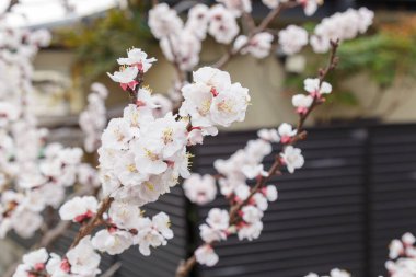 Sakura veya Kiraz Çiçeği veya Japon Kirazı