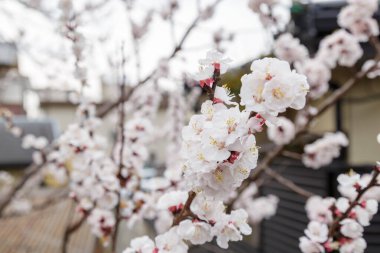 Sakura veya Kiraz Çiçeği veya Japon Kirazı