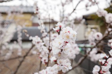 Sakura veya Kiraz Çiçeği veya Japon Kirazı