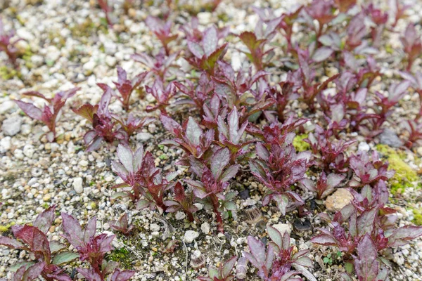 Bunga japonicum eupatorium — Stok Foto