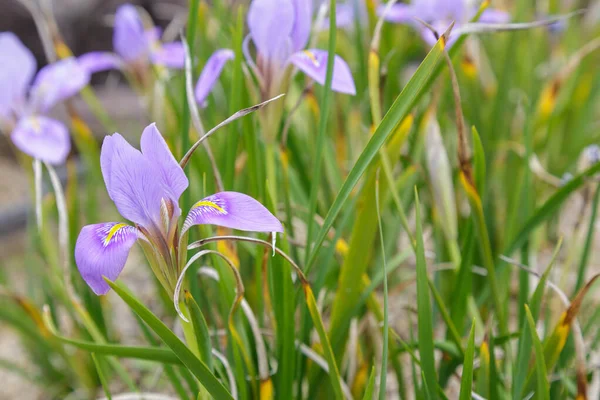 Algerische Irisblüte — Stockfoto