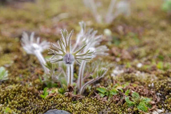 Квітка кукурудзи Pulsatilla — стокове фото