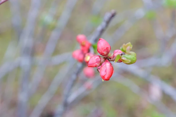 ピエリス・ヤポニカの花 — ストック写真