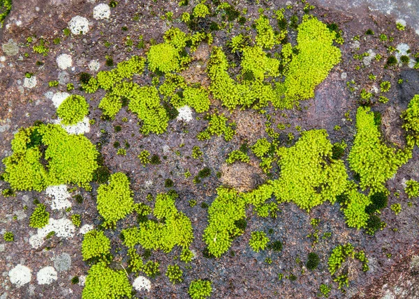 Superficie rocosa — Foto de Stock